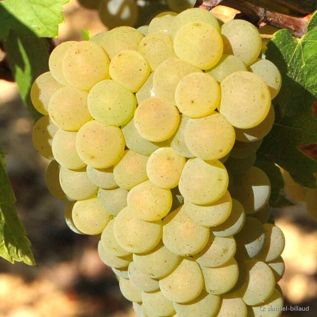 Chablis Premier Cru Mont de Milieu 2022 0,75 l