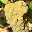Chablis Premier Cru Mont de Milieu 2022 0,75 l