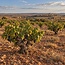Pintia Toro DO 2021 0,75 l