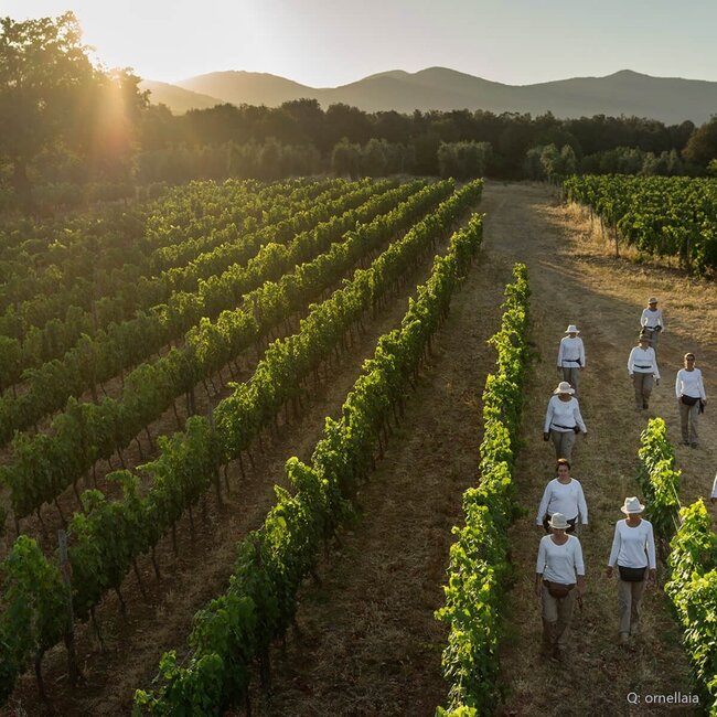 Le Serre Nuove dell'Ornellaia Bolgheri DOC 2023 0,75 l