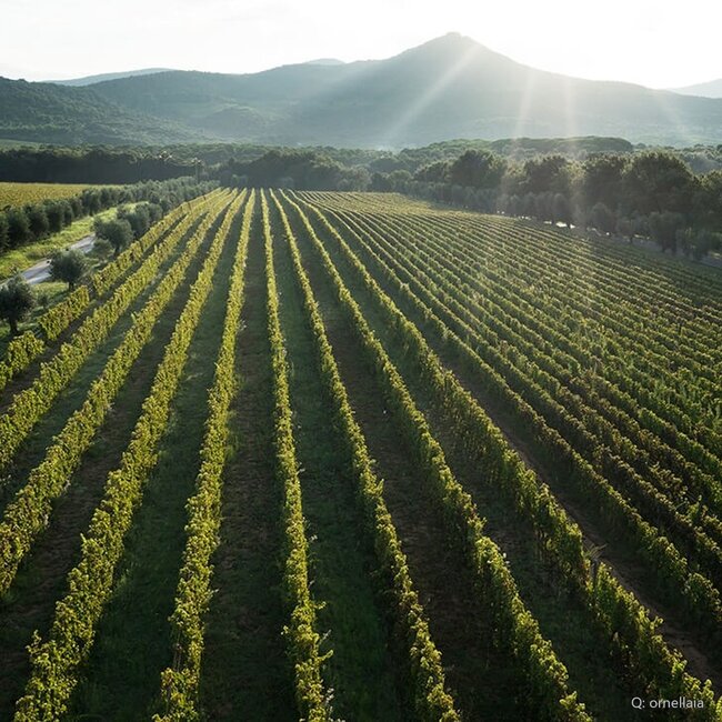 Le Serre Nuove dell'Ornellaia Bolgheri DOC 2023 0,75 l
