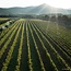 Le Serre Nuove dell'Ornellaia Bolgheri DOC 2023 0,75 l