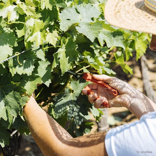 Le Serre Nuove dell'Ornellaia Bolgheri DOC 2023 0,75 l