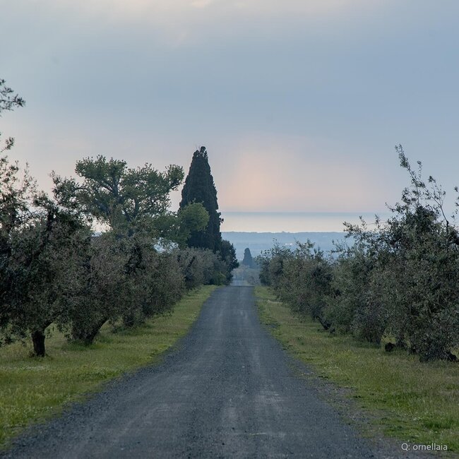 Le Serre Nuove dell'Ornellaia Bolgheri DOC 2023 0,75 l