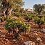 Il Pumo Chardonnay Puglia IGP 2025 0,75 l