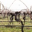 Amarone Classico della Valpolicella Riserva DOCG 2018 0.75 l