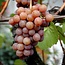Manna Vigneti delle Dolomiti IGT 2024 0,75 l