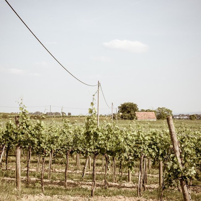 Grüner Veltliner Ried Lamm 1ÖTW Kamptal DAC 2020 0,75 l