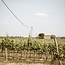 Grüner Veltliner Ried Lamm 1ÖTW Kamptal DAC 2020 0,75 l