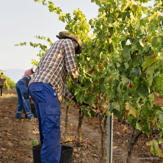 Conde Valdemar Reserva Rioja DOCa 2019 0,75 l