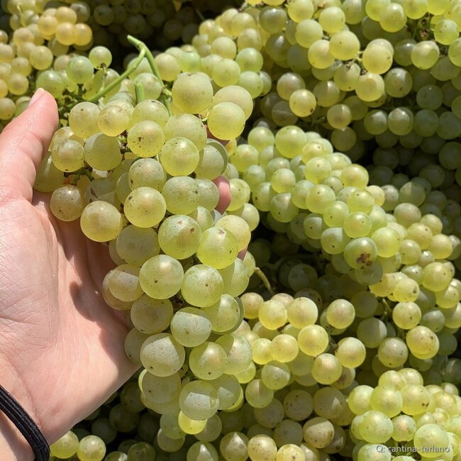 Weißburgunder Tradition Alto Adige DOC 2025 0,75 l