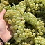 Weißburgunder Tradition Alto Adige DOC 2025 0,75 l