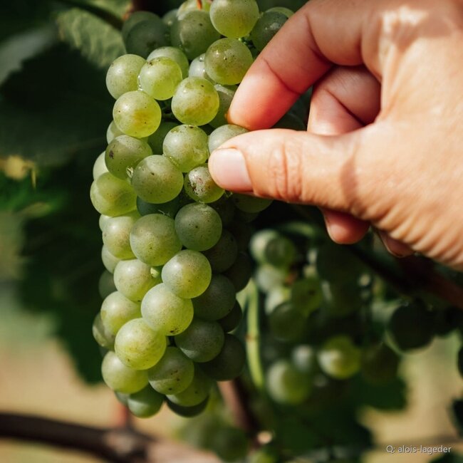 Chardonnay Alto Adige DOC 2025 0,75 l