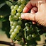 Chardonnay Alto Adige DOC 2025 0,75 l