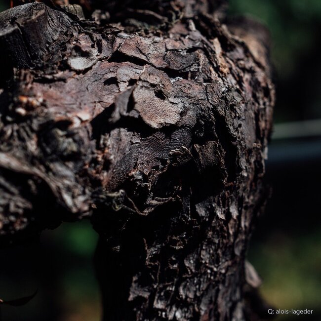 Chardonnay Alto Adige DOC 2025 0,75 l
