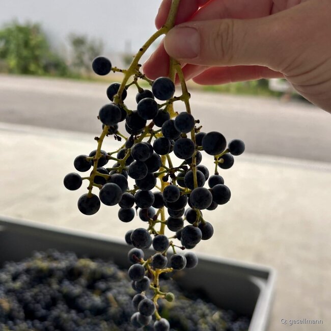 Blaufränkisch vom Lehm 2023 0,75 l