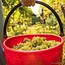 Sanct Valentin Pinot Grigio DOC 2024 0,75 l