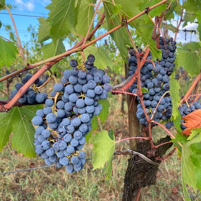 Chianti Classico Berardenga DOCG 2022 0,75 l