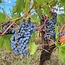 Chianti Classico Berardenga DOCG 2022 0,75 l