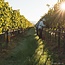 Cervaro della Sala Umbria IGT 2024 0,75 l