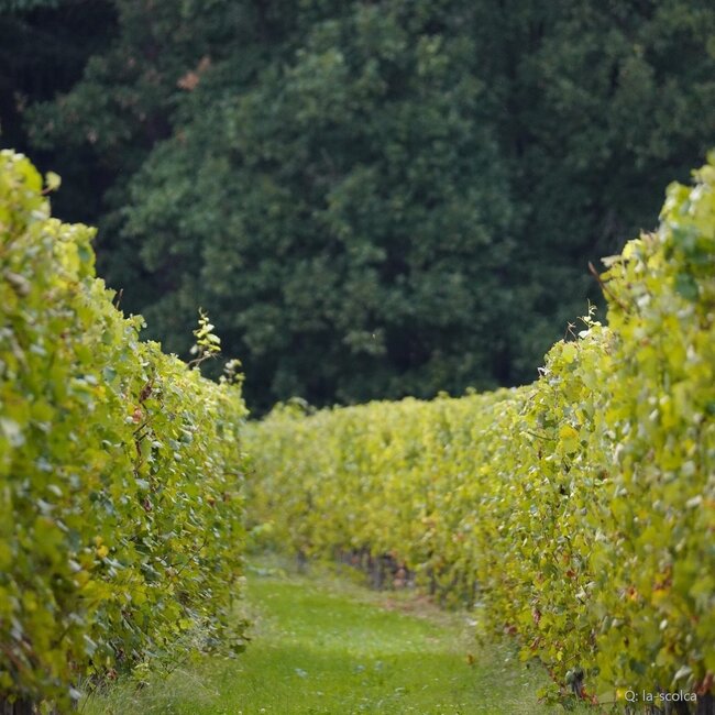 Gavi dei Gavi Etichetta Nera DOCG 2025 0,75 l