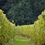 Gavi dei Gavi Etichetta Nera DOCG 2025 0,75 l