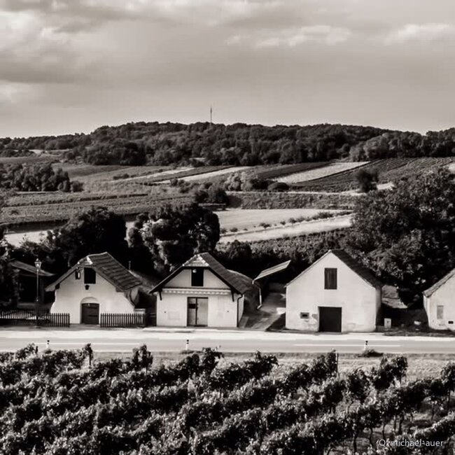 Zweigelt Klassik Carnuntum DAC 2024 0,75 l