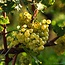 Vie Di Romans Chardonnay 2024 0,75 l
