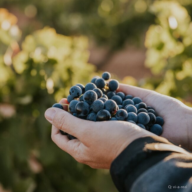 Viña Real Crianza Rioja DOCa 2022 0,75 l