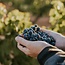 Viña Real Crianza Rioja DOCa 2022 0,75 l