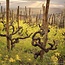 Testamatta Toscana IGP 2018 0,75 l