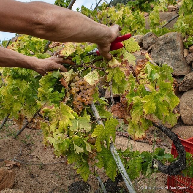 Testamatta Toscana IGP 2018 0,75 l