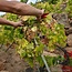 Testamatta Toscana IGP 2018 0,75 l