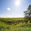 Chardonnay Leithaberg DAC 2024 0,75 l