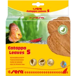 Sera Catappa Leaves S 10 – 15 cm