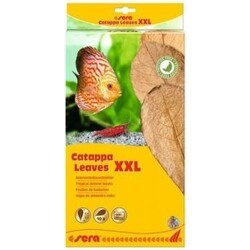 Sera Catappa Leaves XXL 30 – 35 cm