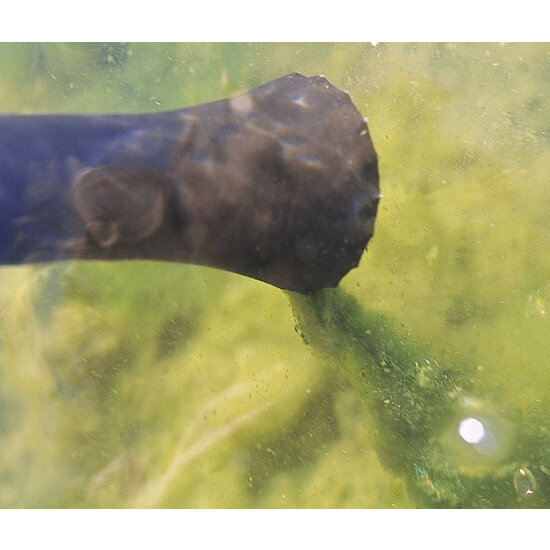 Oase PondoVac 3 Vijverstofzuiger - Oase Pondo Vac