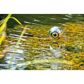 Pontec Pontec PondoScare Ball Vogelafschrikker - Oase