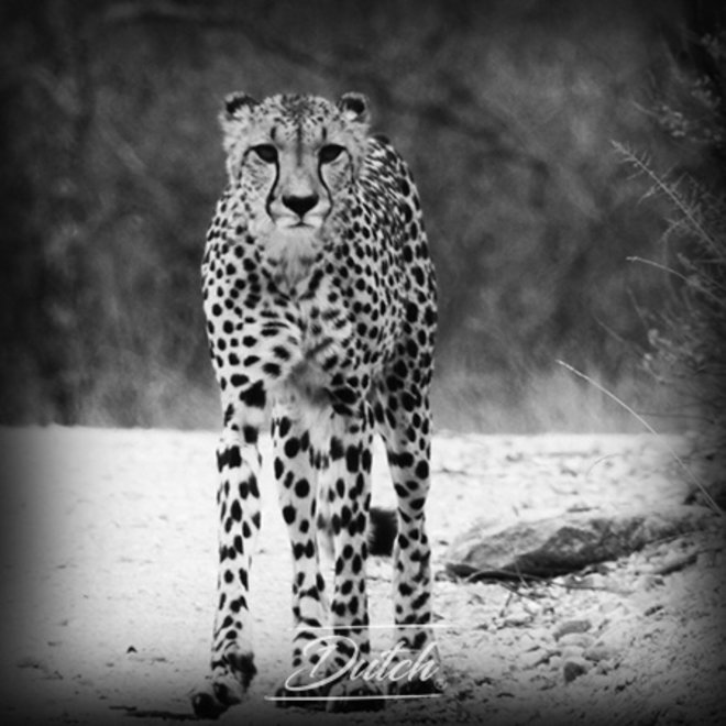 Out of Africa - Cheetah