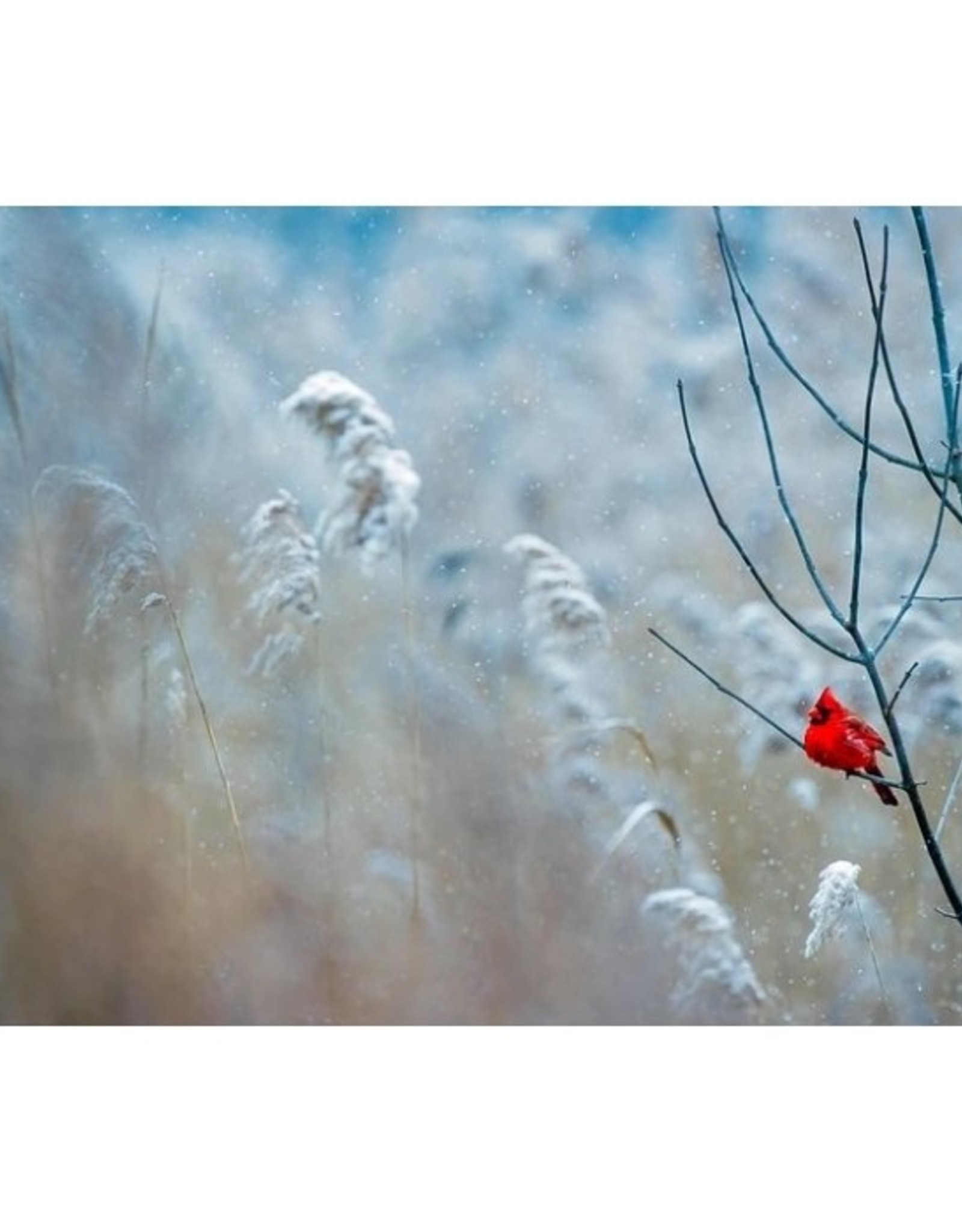 FPC FPC Red Cardinal/Levensechte vogelmal