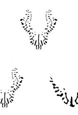 JEM JEM Cymbidium Orchid - Stencil Set of 2