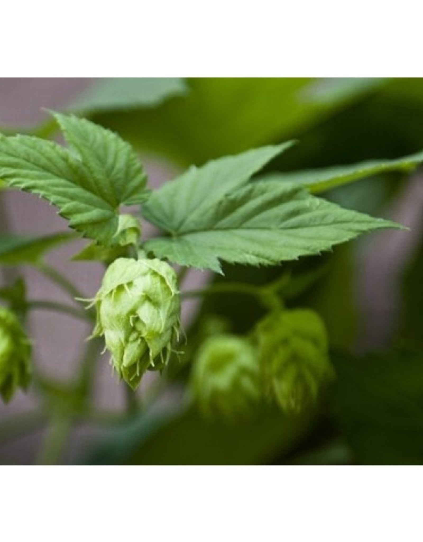 Squires Kitchen Squires Kitchen Great Impressions Leaf Veiner Hops (Humulus Lupulus) set of 2