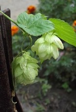 Squires Kitchen Squires Kitchen Great Impressions Leaf Veiner Hops (Humulus Lupulus) set of 2