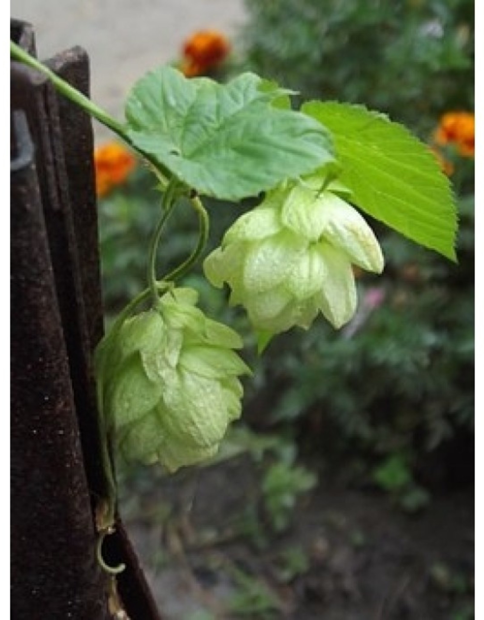 Squires Kitchen Squires Kitchen Great Impressions Leaf Veiner Hops (Humulus Lupulus) set of 2