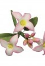 PME PME Daphne Flower & Petal Set/2