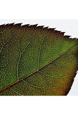 Diamond Paste Mould Diamond Paste Mould Veiner/Cutter Garden Rose XX Large