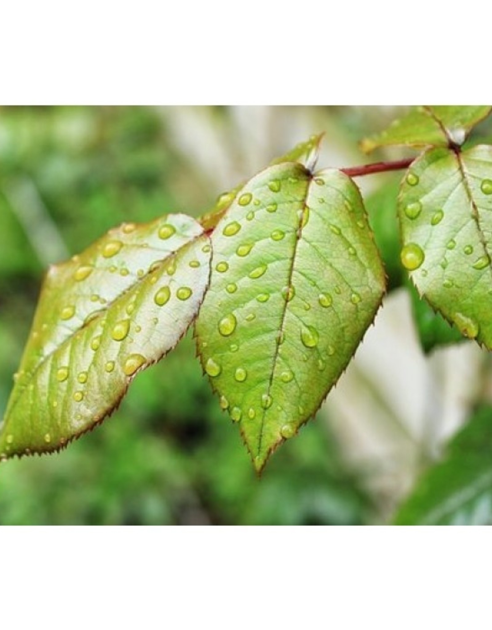 Diamond Paste Mould Diamond Paste Mould Veiner/Cutter Garden Rose XX Large