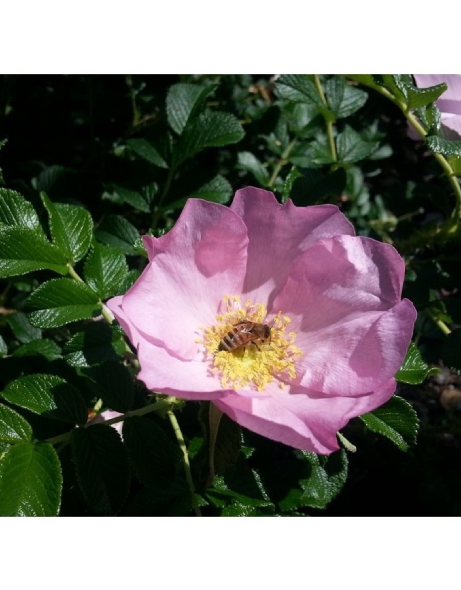 Squires Kitchen Squires Kitchen Great Impressions Leaf Veiner Rose - Briar L