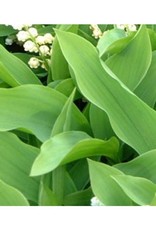 Framar Cutters Framar Cutters Lily of the Valley Leaf