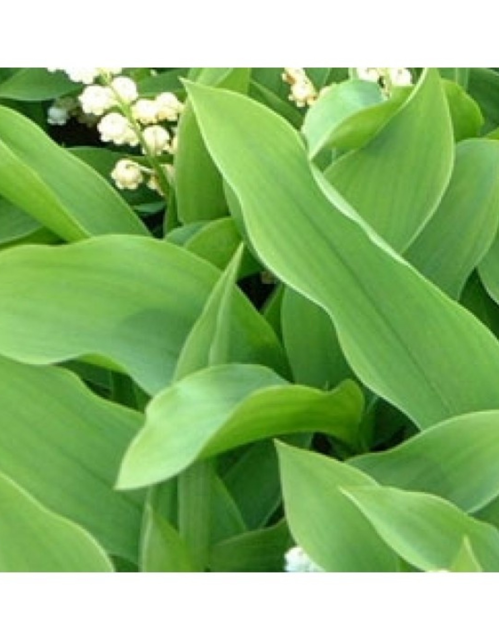 Framar Cutters Framar Cutters Lily of the Valley Leaf